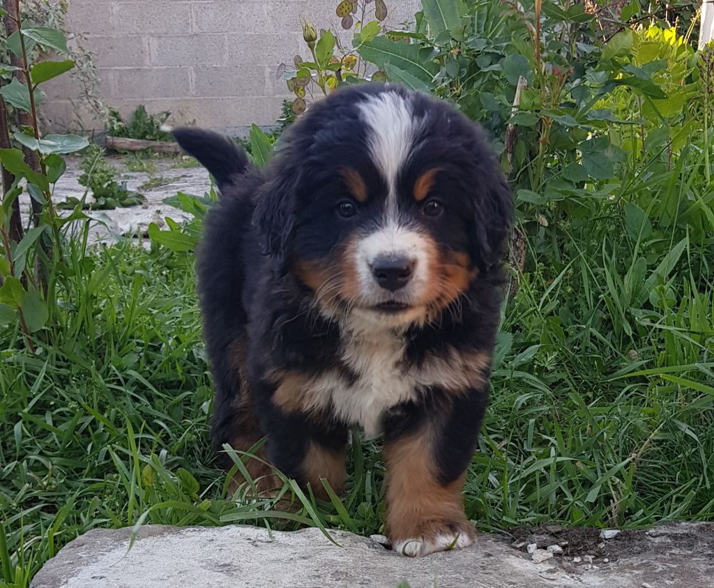 Des Merveilles De La Tribu - Chiots disponibles - Bouvier Bernois