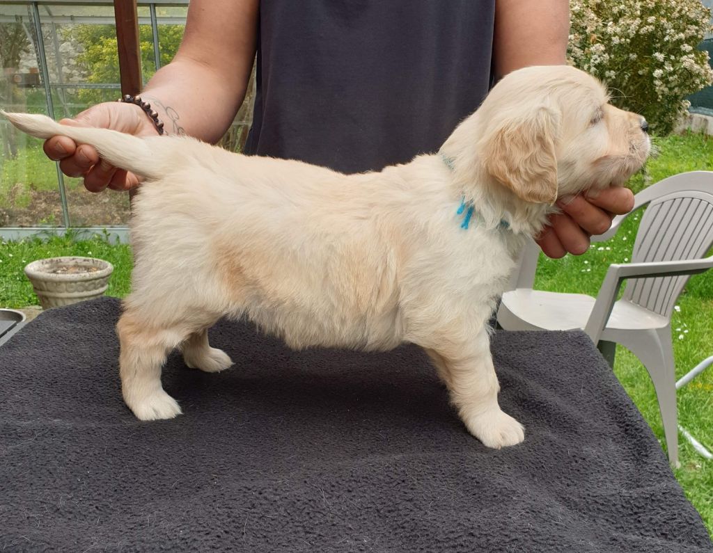 Des Merveilles De La Tribu - Chiots disponibles - Golden Retriever