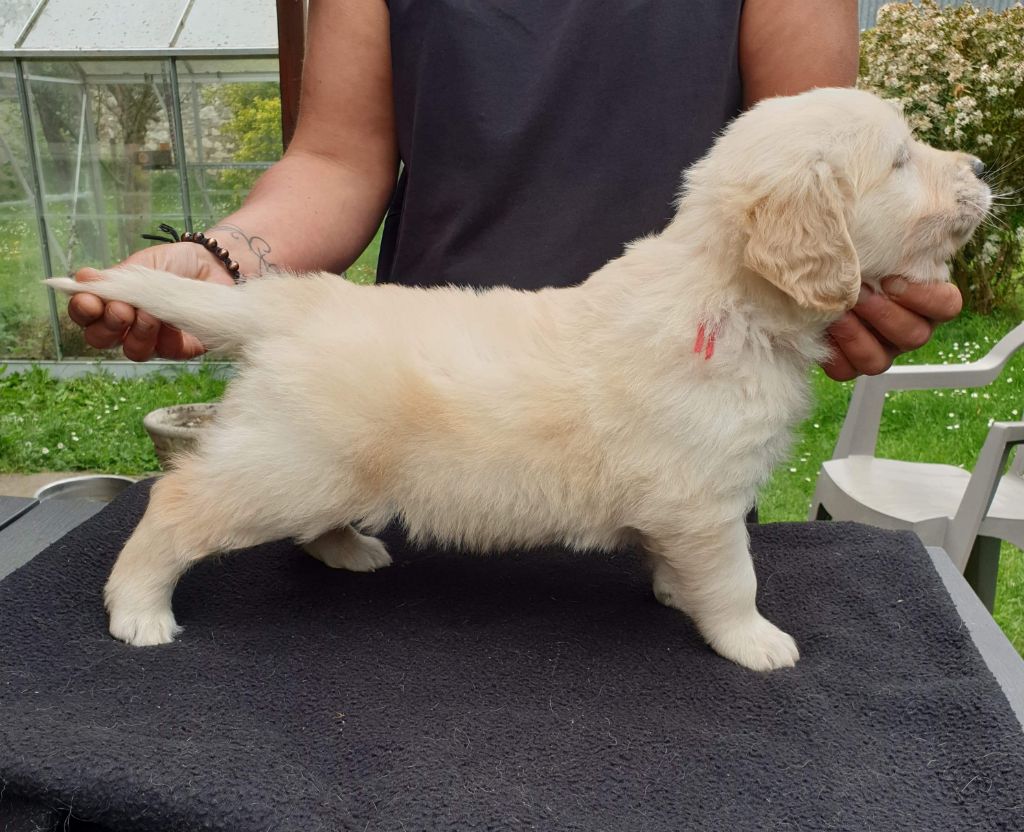 Des Merveilles De La Tribu - Chiots disponibles - Golden Retriever