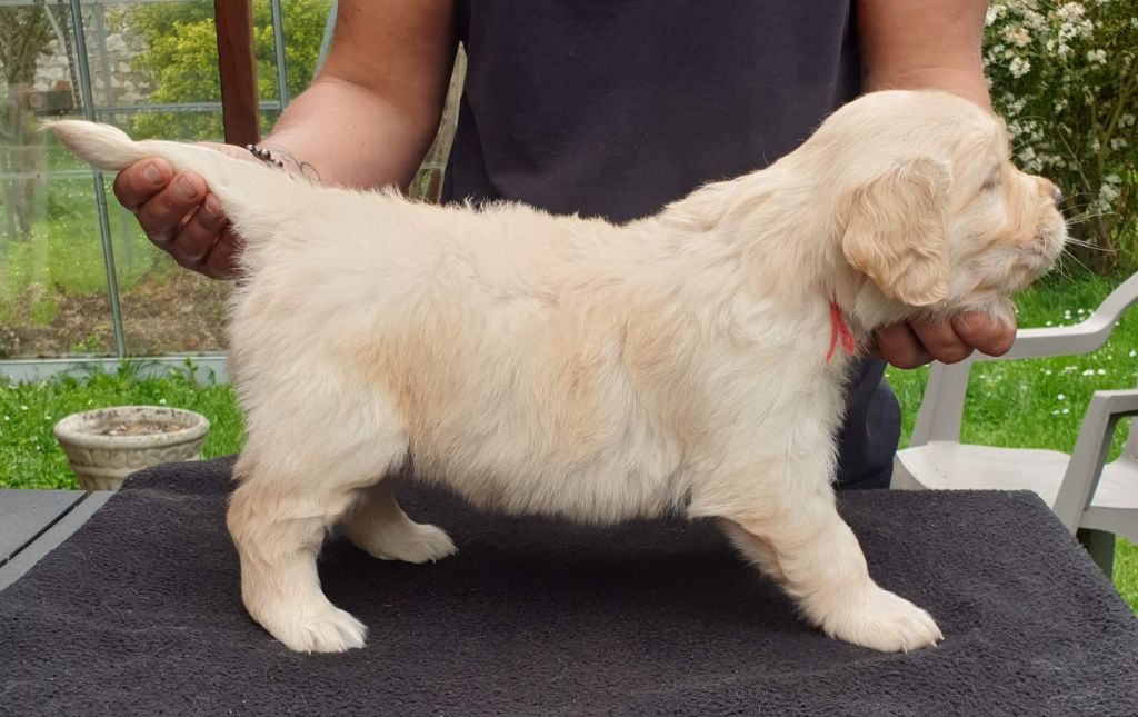 Des Merveilles De La Tribu - Chiots disponibles - Golden Retriever